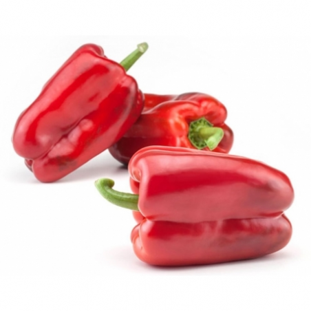 PIMIENTO ROJO